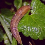 Kako preraditi kupus od gusjenica